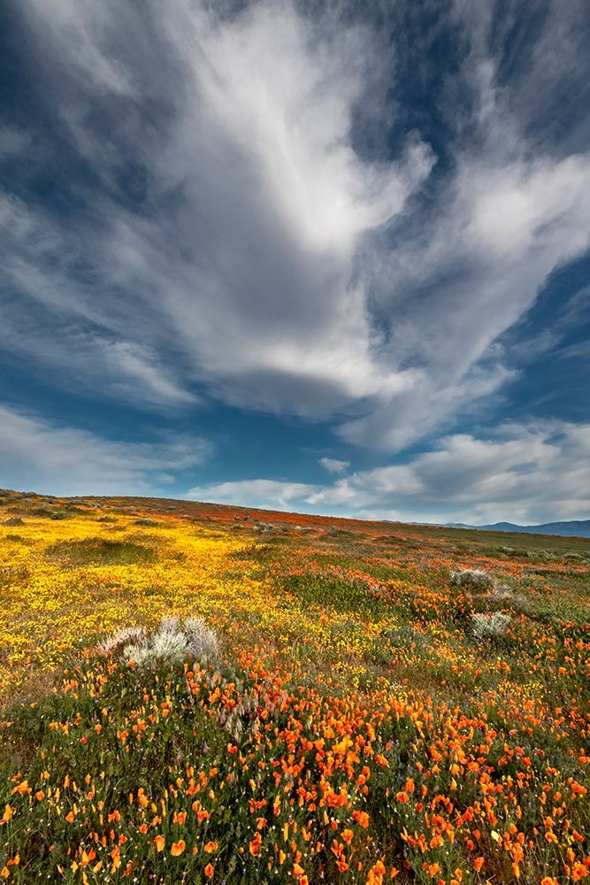 California Fields of California Poppy-Goldfields with clouds-Antelope Valley